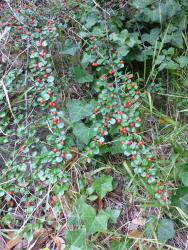 Cotoneaster horizontalis: Branches. 
 Image: D. Glenny © Landcare Research 2017 CC BY 3.0 NZ